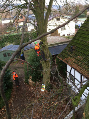 Seilkletterer arbeitet im Baum in unmittelbarer Nähe zu Wohngebäuden, Team sichert am Boden.